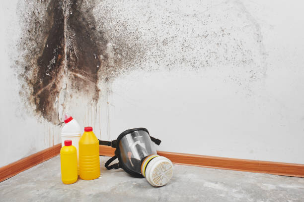 Best Attic Mold Removal  in Genoa City, WI