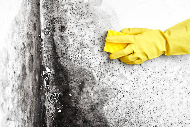 Office Mold Removal Services in Genoa City, WI