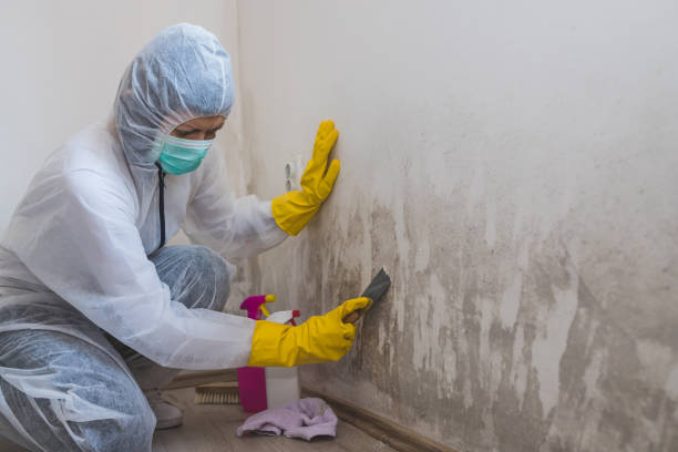 Best Black Mold Removal  in Genoa City, WI