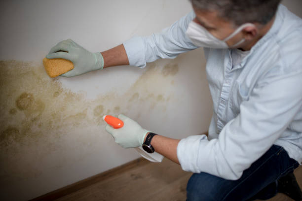 Best Office Mold Removal Services  in Genoa City, WI