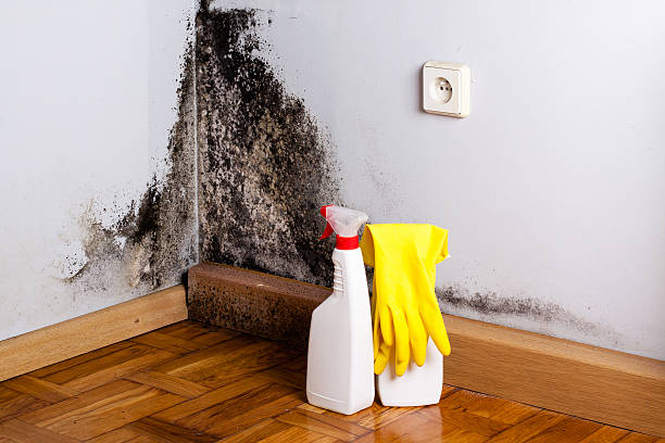 Best Mold Damage Repair  in Genoa City, WI
